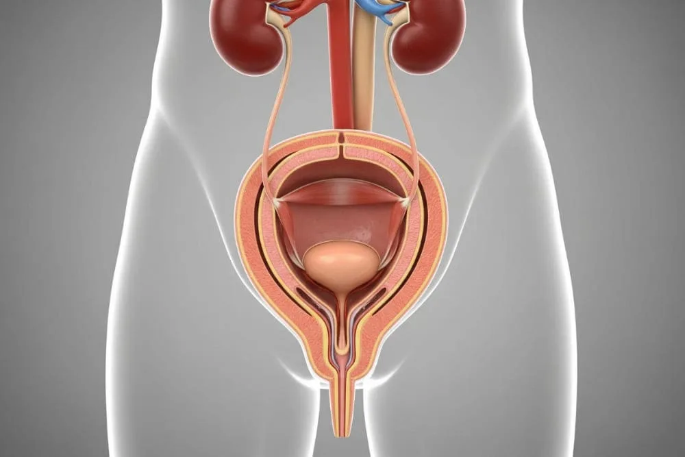 Atención integral para el cáncer de vejiga en CDMX